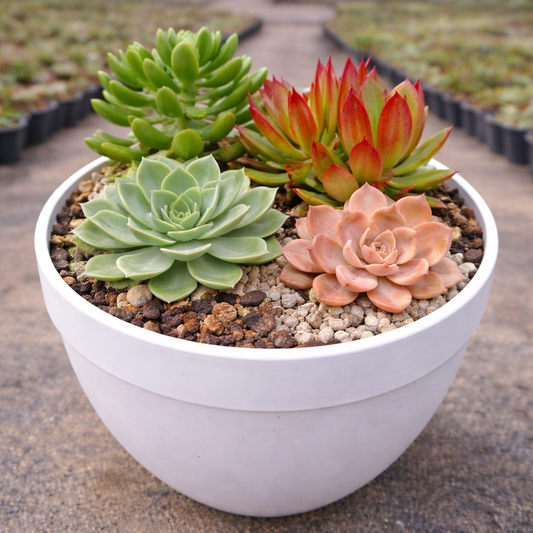 Combo D26 /Succulent Combo with Echeveria Varieties