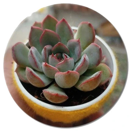 close-up of a vibrant succulent with thick, red-edged leaves in a white pot, ideal for enhancing indoor spaces. Discover unique succulents like this at Plant Orbit, where quality indoor plants, including succulents and cactus plants, are just a click away.