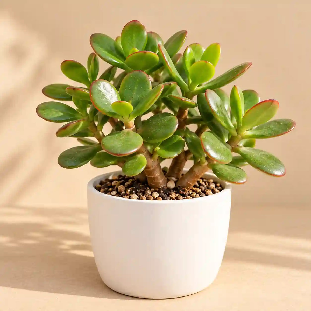 Crassula Jade plant