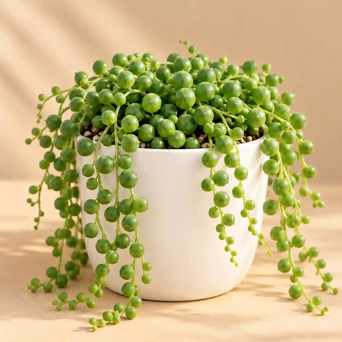 String of pearls
