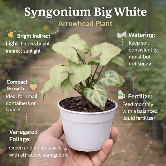 Syngonium Big White Saplings