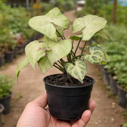 Syngonium Big White Saplings