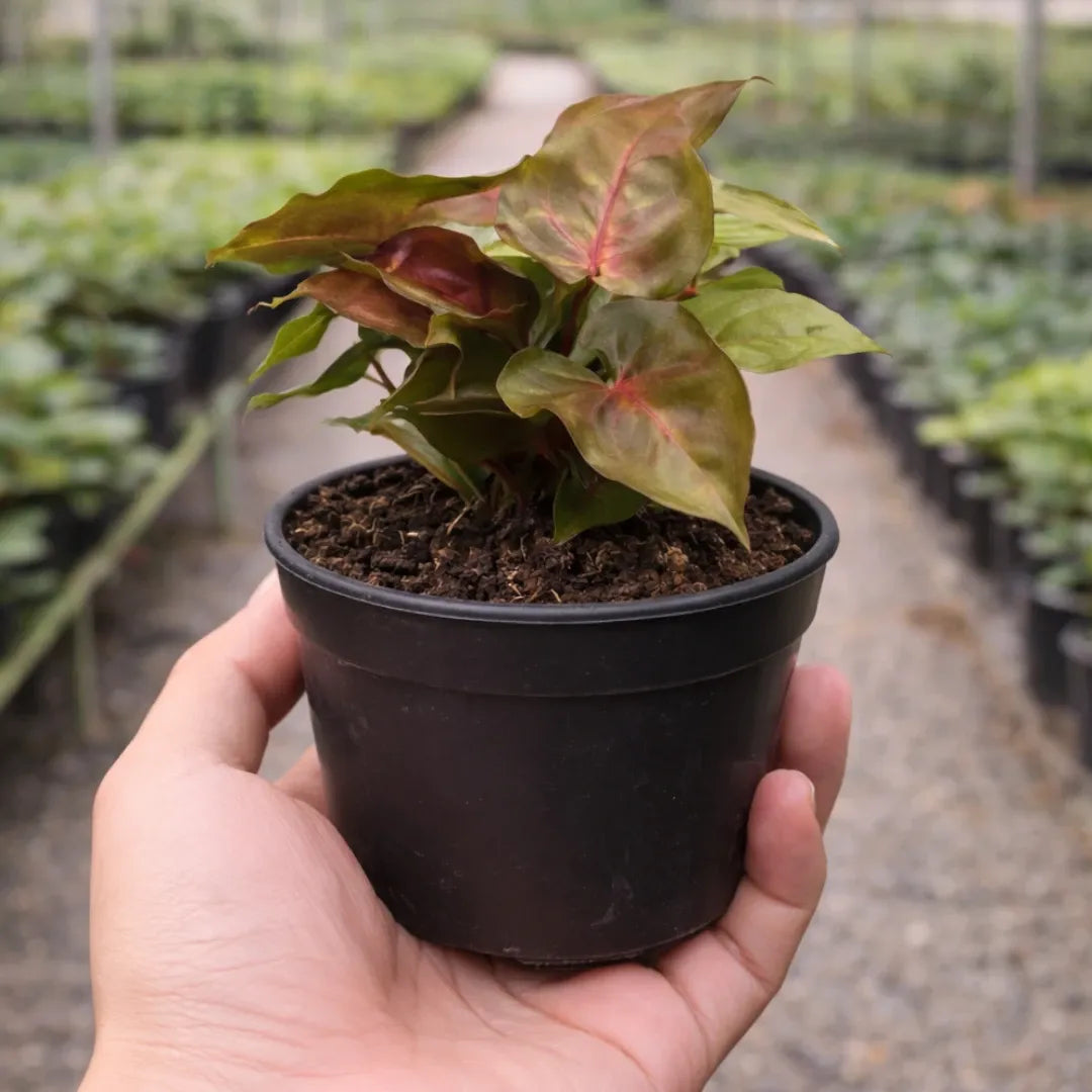 Syngonium Bronze