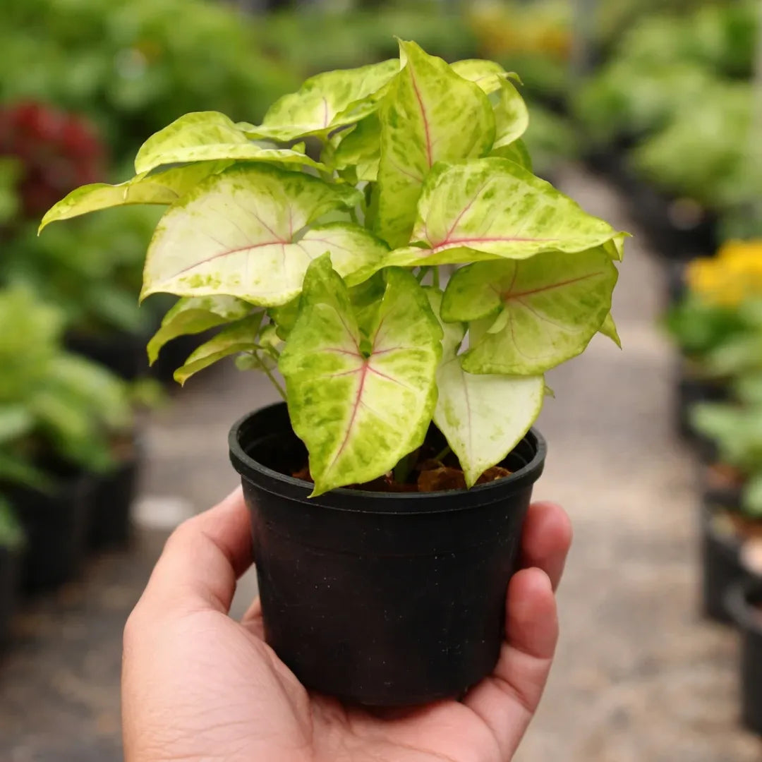 Syngonium Golden