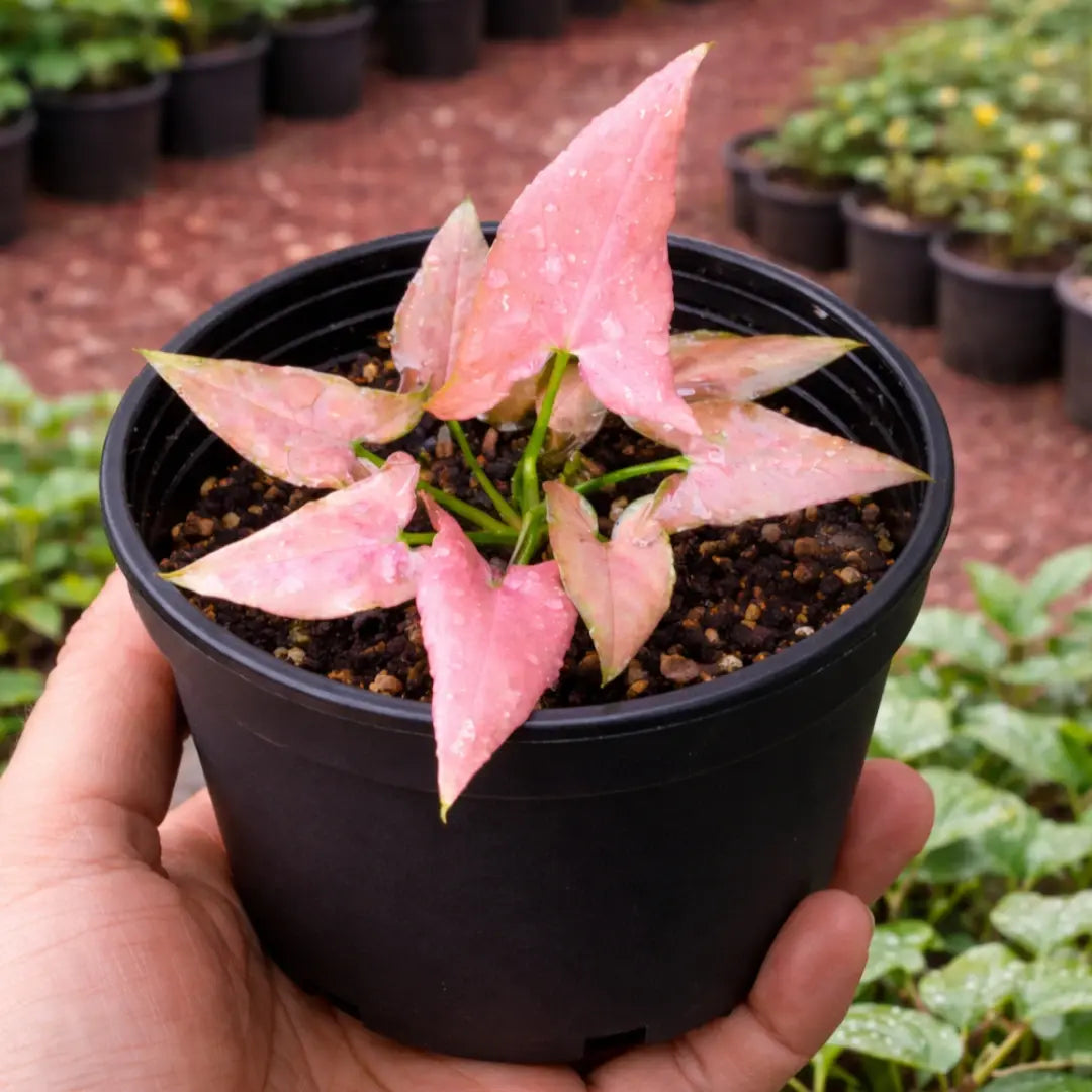 Syngonium Mickey Plant