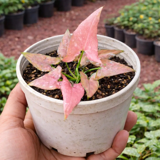 Syngonium Mickey Plant