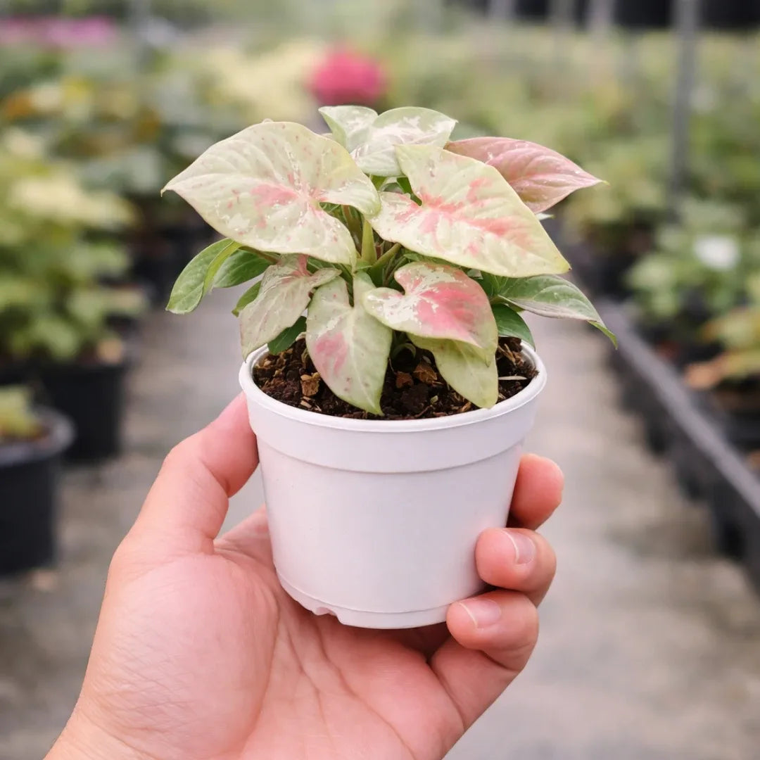 Syngonium Milk confetti