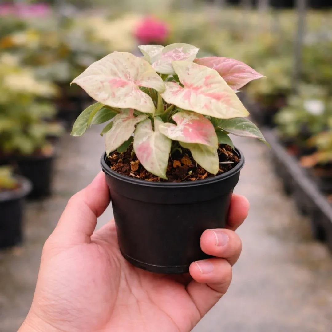 Syngonium Milk confetti