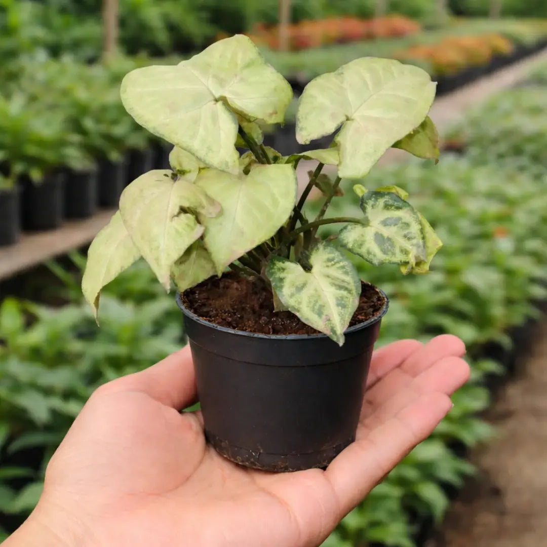 Syngonium Reticulata Sapling