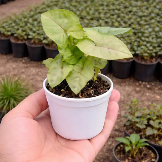 Syngonium Reticulata