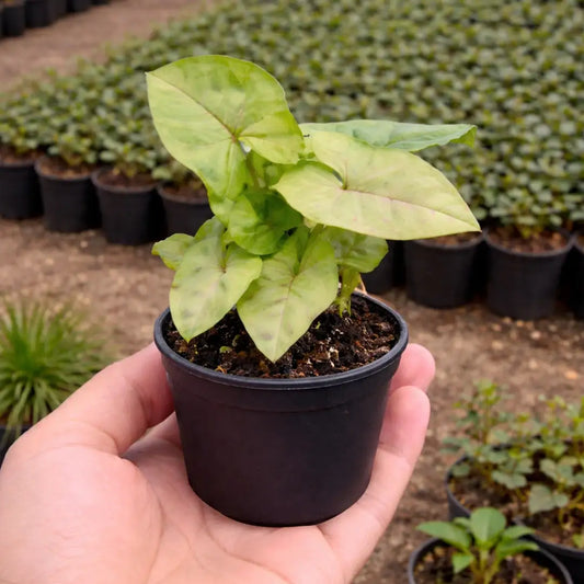 Syngonium Reticulata