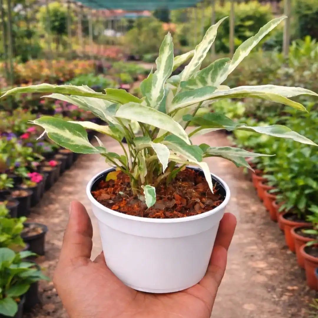 Syngonium Starlite