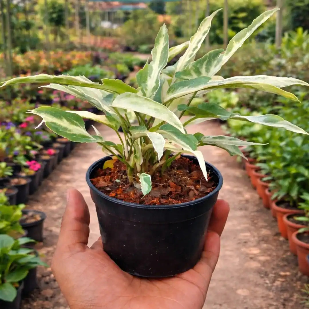 Syngonium Starlite