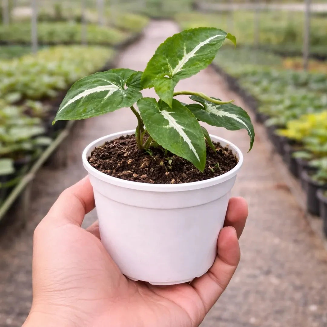 Syngonium Wendlandii Green Velvet net pot