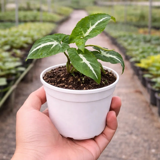 Syngonium Wendlandii Green Velvet net pot