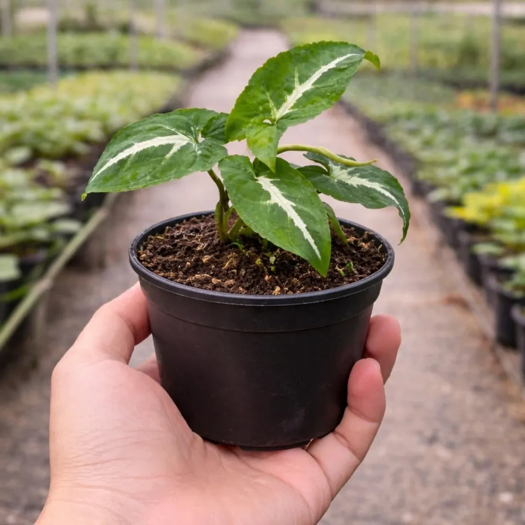 Syngonium Wendlandii Green Velvet net pot
