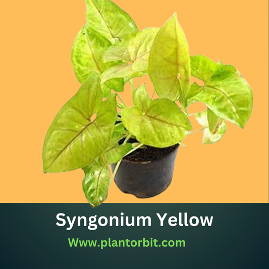 Syngonium Yellow