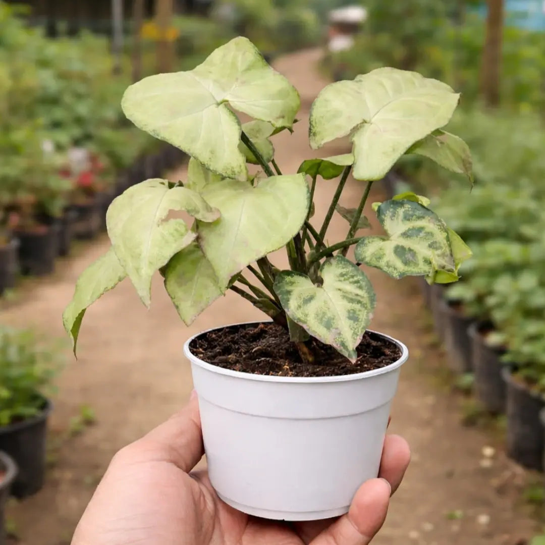 Syngonium Big White Sapling with bright lime-green arrow-shaped leaves growing in a white pot