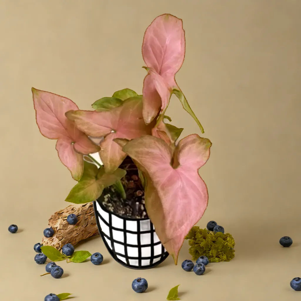 Syngonium Pink Schott with soft pink, heart-shaped leaves, elegantly displayed in a stylish black and white pot. This vibrant indoor plant brings a touch of charm and color to any space. Explore more beautiful indoor plants like this at Plant Orbit.