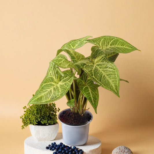 Syngonium Reticulata featuring striking green leaves with intricate vein patterns, displayed in a sleek net pot. This elegant indoor plant adds a touch of natural beauty and freshness to any room. Discover more unique indoor plants like this at Plant Orbit.