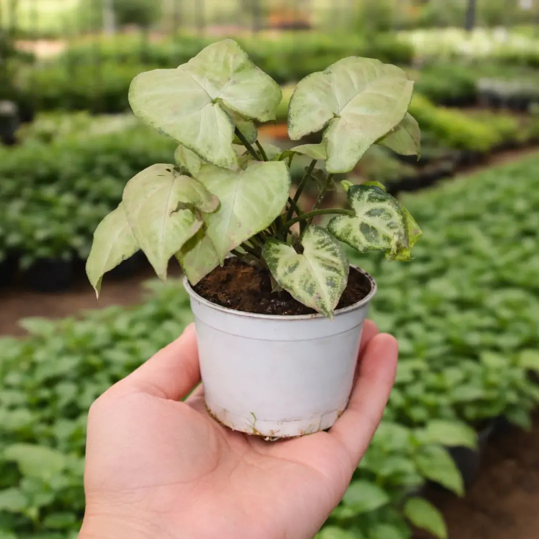 Syngonium Reticulata Sapling with pale green arrow-shaped leaves and distinct green veining growing in a white pot