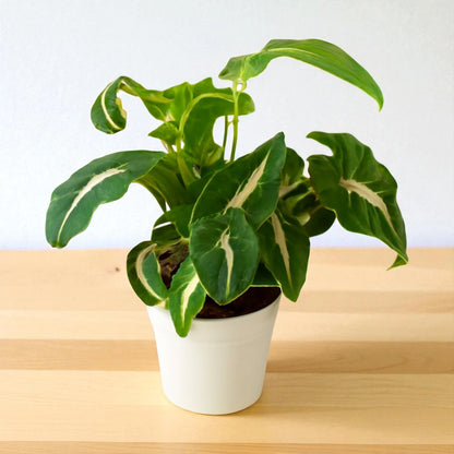 Syngonium Wendlandii Green Velvet net pot