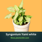 Syngonium white Yami in 2 inches Netpot