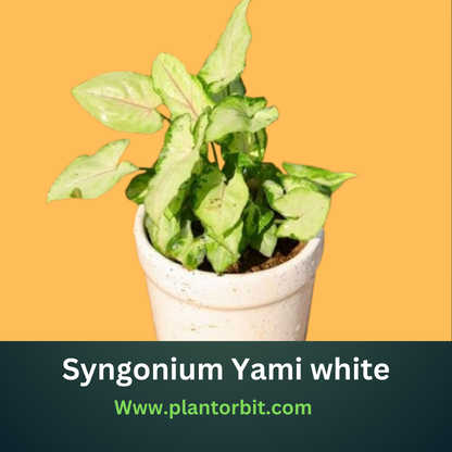 Syngonium white Yami Saplings