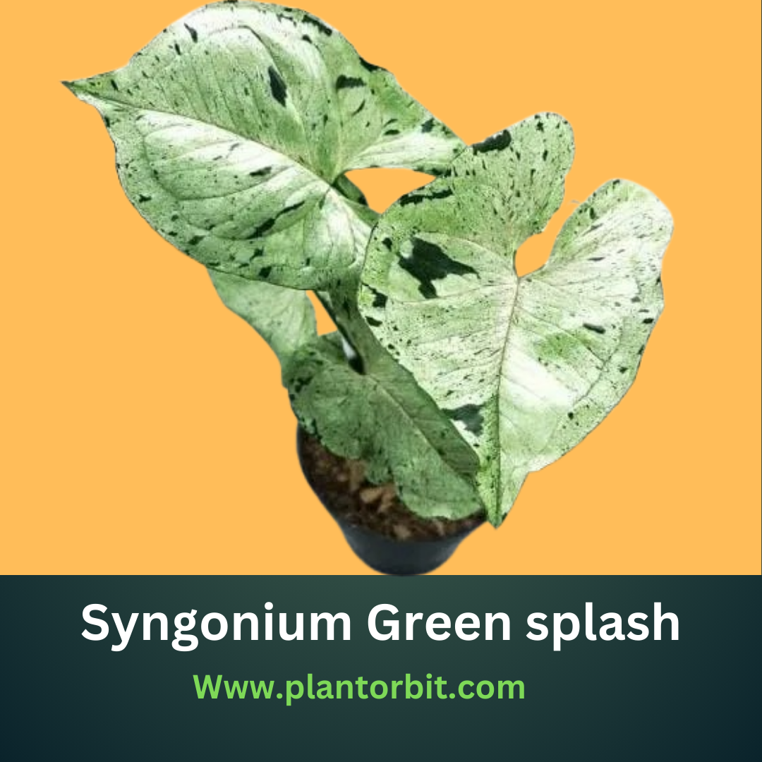 Syngonium Green Splash