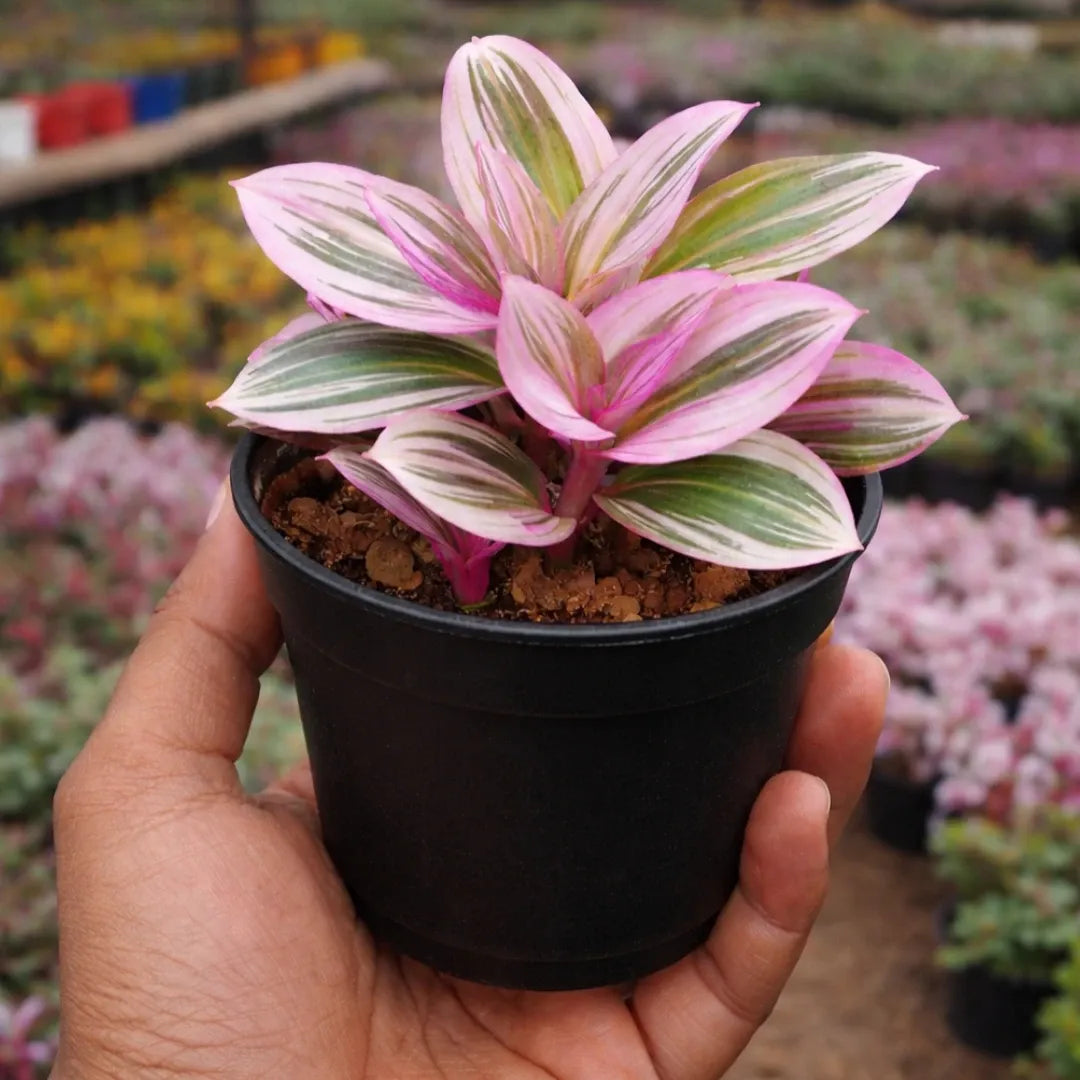 TRADESCANTIA NANOUK PINK (Bare Rooted)