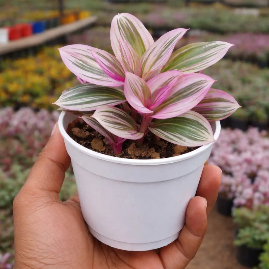 Tradescantia Nanouk Pink plant with vibrant pink, green, and cream striped leaves growing in a white pot, held by hand in a greenhouse.