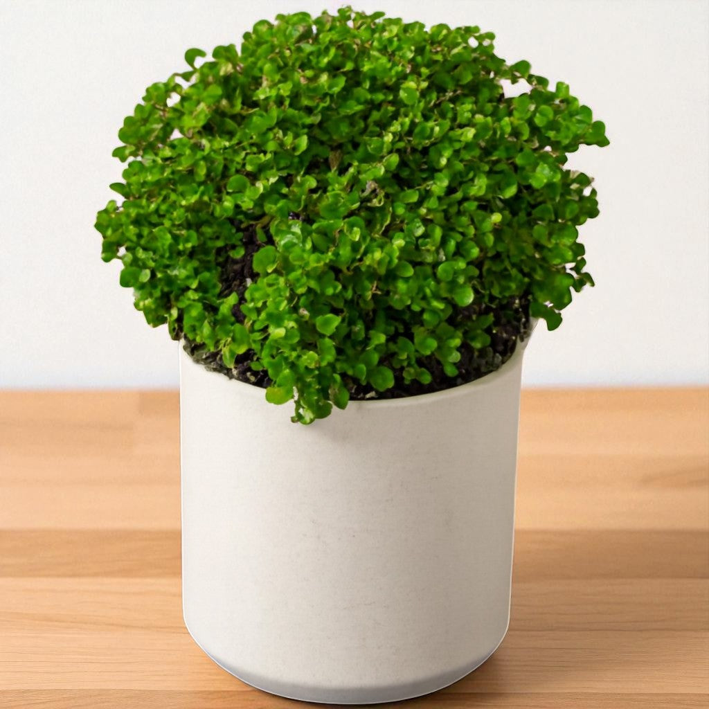 Table Kamini Sapling with dense, small green leaves growing in a white pot
