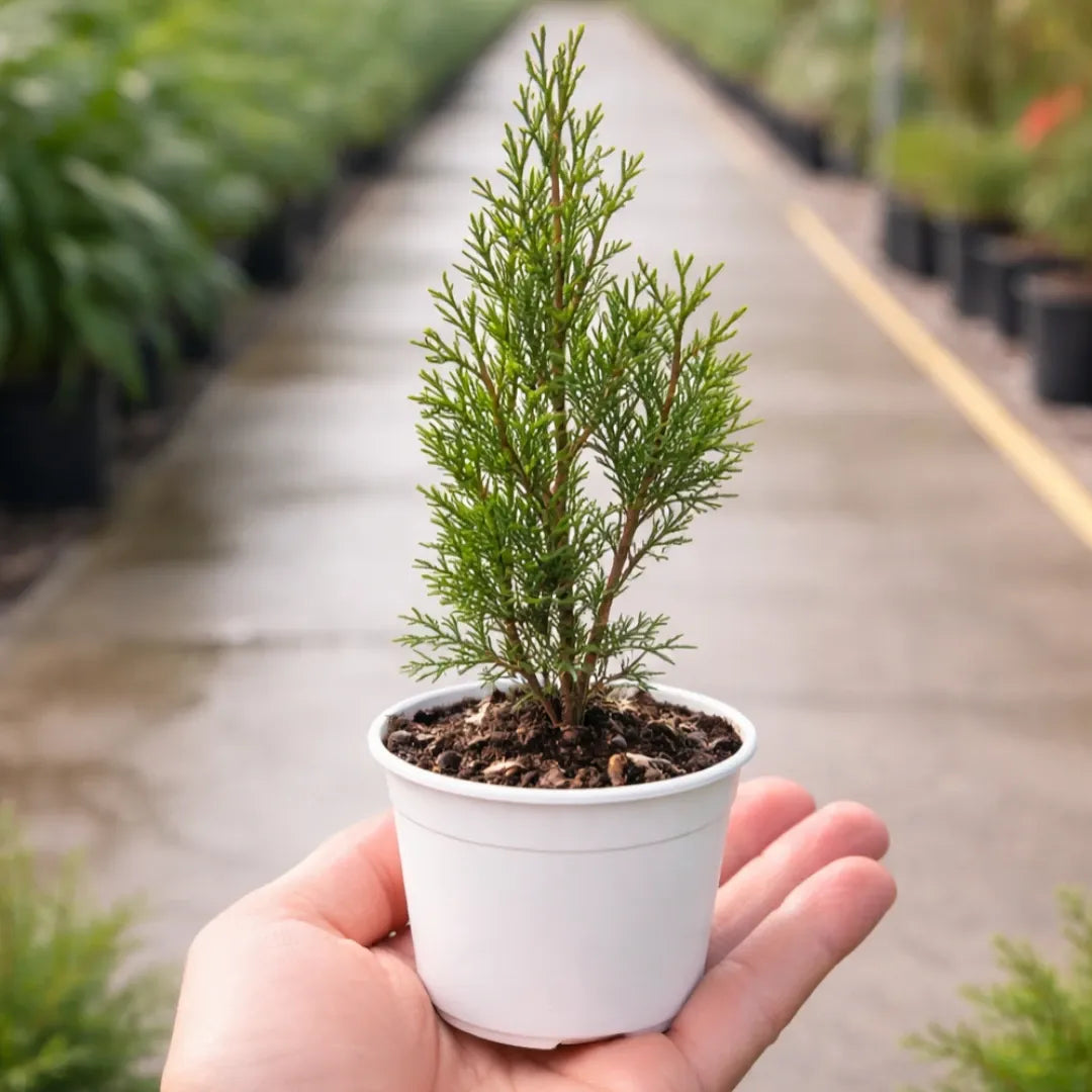 Thuja occidentalis (American Arborvitae) with dense green needle-like foliage growing in a white pot