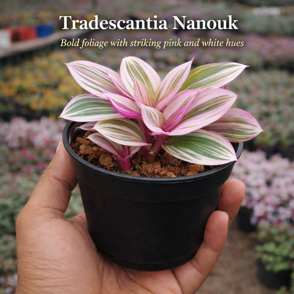 Succulent Combo – Set of 7 Live Succulent Plants by Plant Orbit