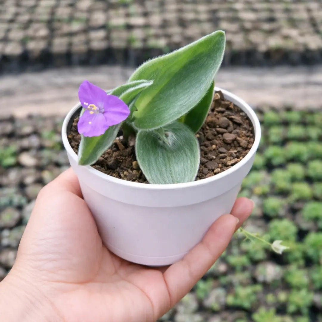 Tradescantia Silamontana Webbed Leaves (Bare Rooted)