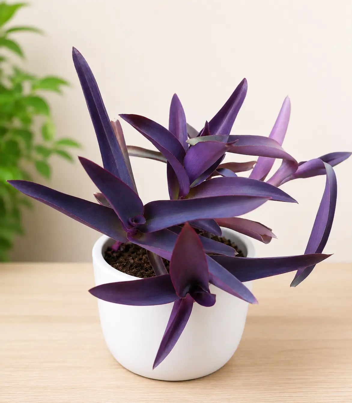 Tradescantia Pallida Purple Heart Plant with deep purple leaves in a white pot by Plant Orbit.