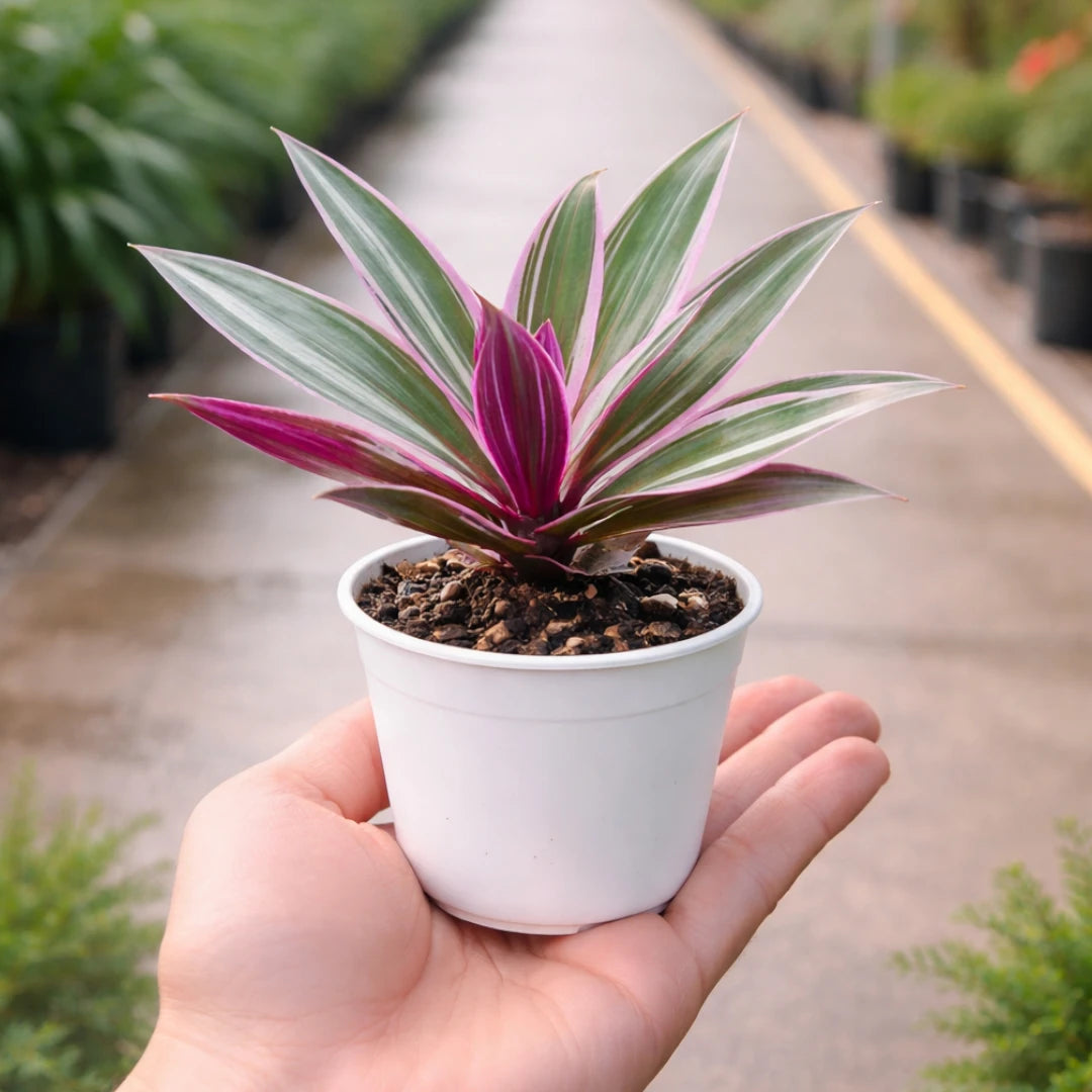Tradescantia spathacea Rhoeo Plant with pink, purple and green striped leaves growing in a white pot
