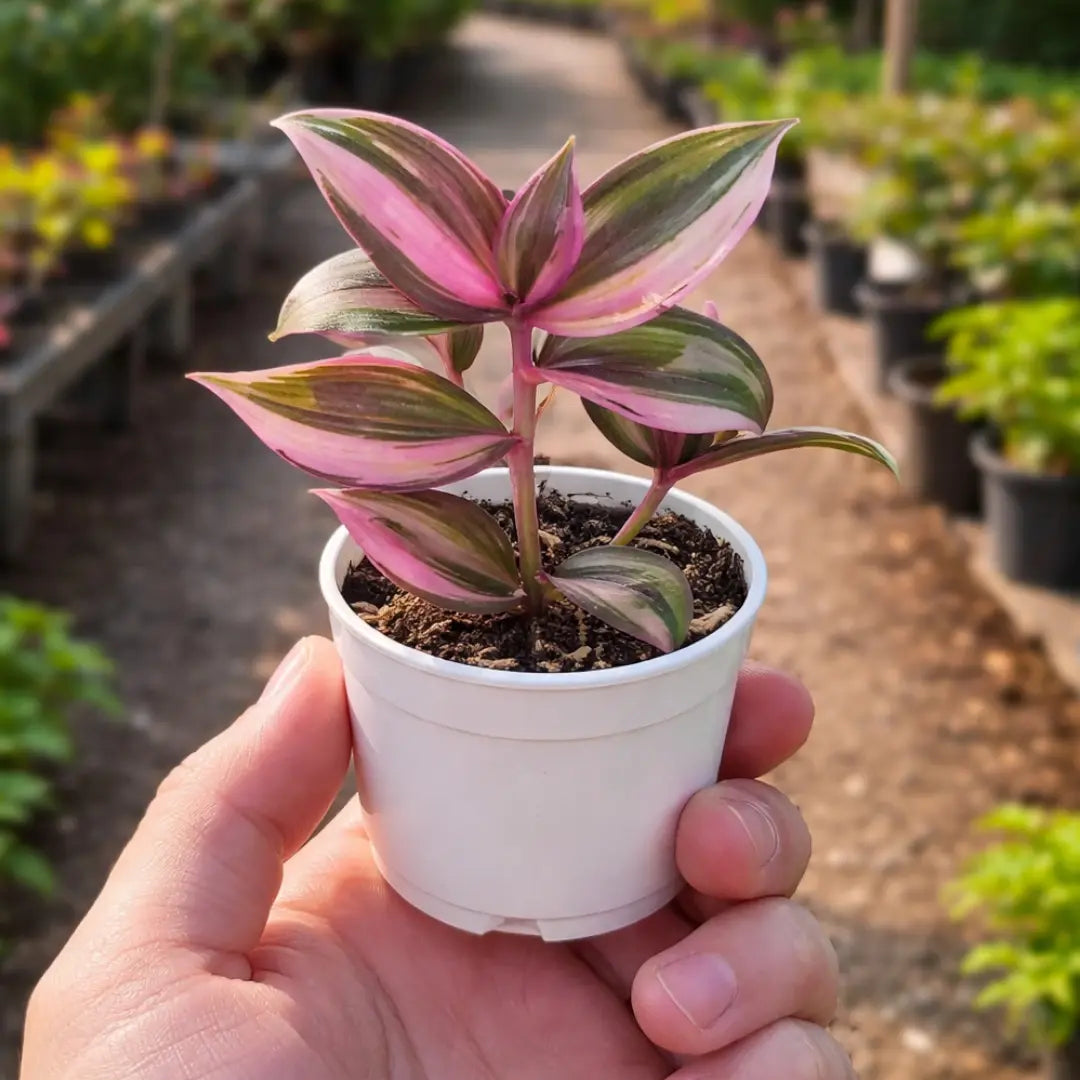 Tradescantia zebrina with vibrant pink, green and purple striped leaves growing in a white pot
