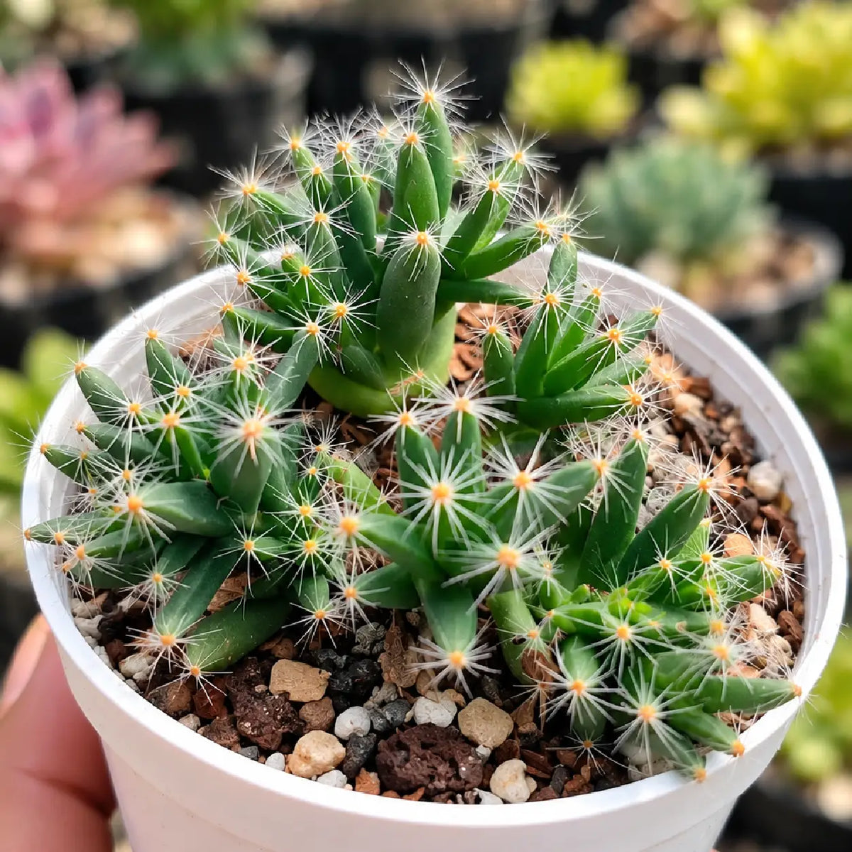 Trichodiadema Densum (Bare Rooted)