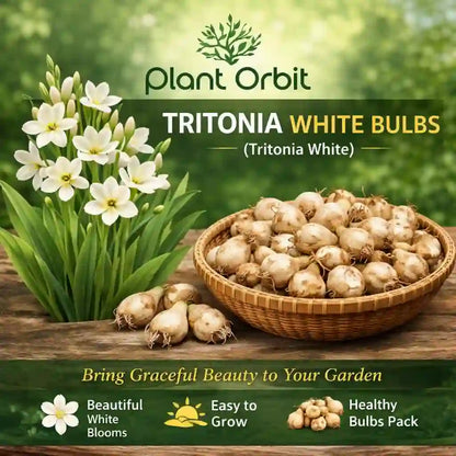 Tritonia White Bulbs