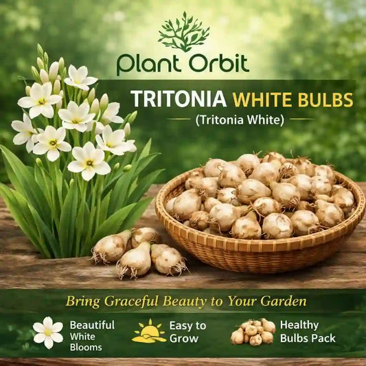 Tritonia White Bulbs