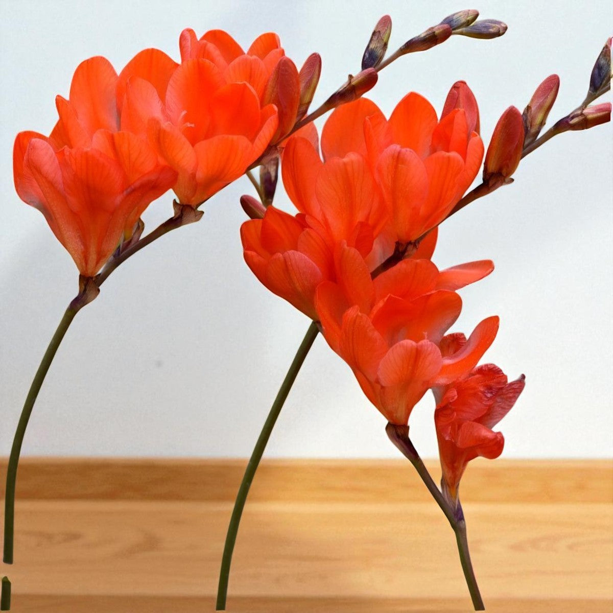 Tritonia Red Bulbs