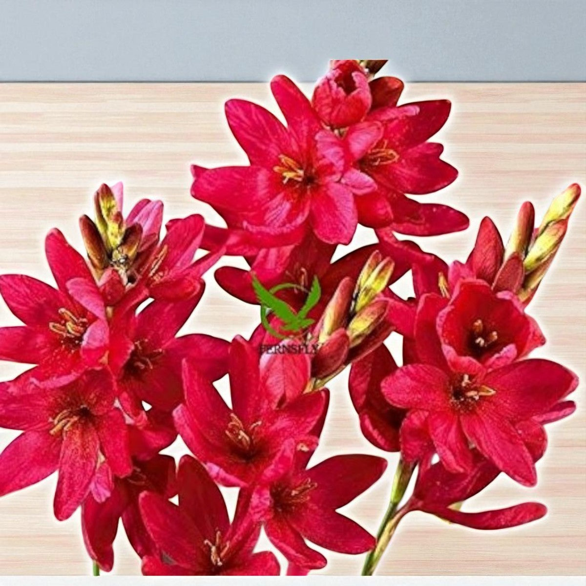 Tritonia Red Bulbs