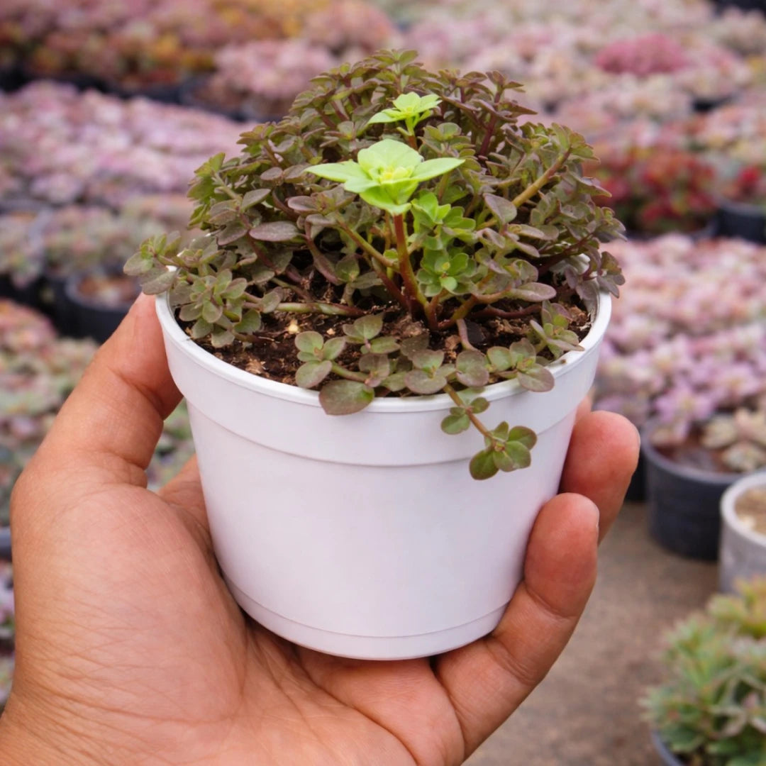 Turtle Vine Plant (Callisia repens) with small, rounded green and reddish-purple leaves, trailing stems, and tiny light-green flowers, growing densely in a white pot.
