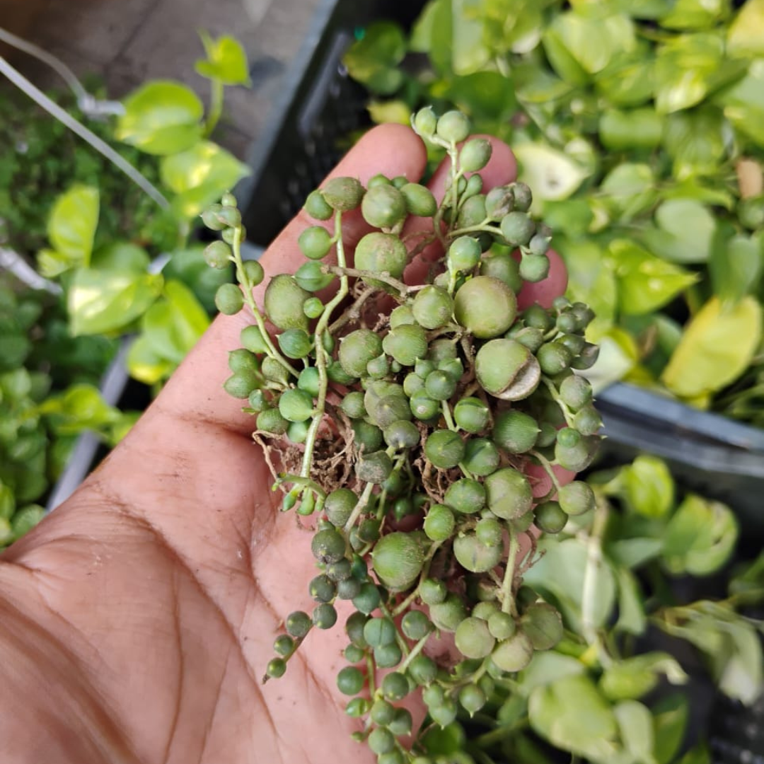 Senecio rowleyanus String of pearls (Bare Rooted)