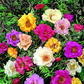 Portulaca moss rose Plant Mix colour Netpot