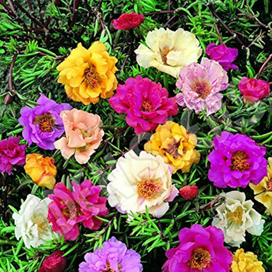 Portulaca moss rose Plant Mix colour Netpot