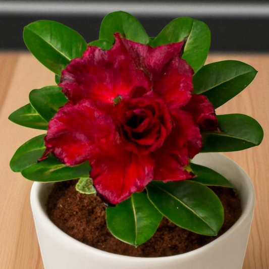 Adenium R2