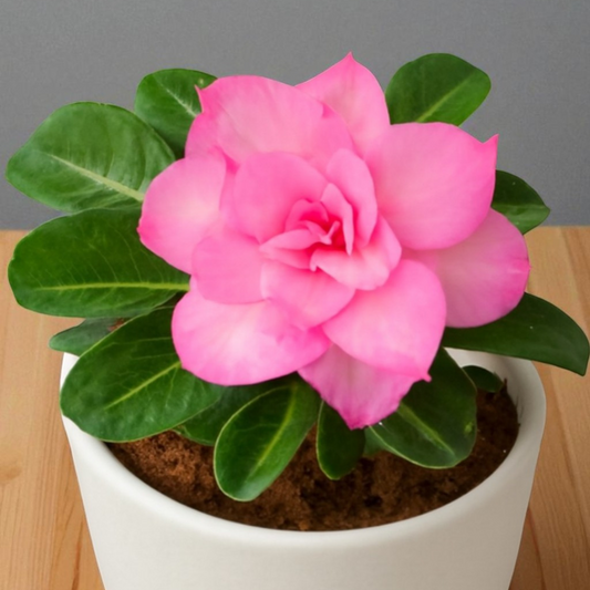 Adenium Pink Sapling