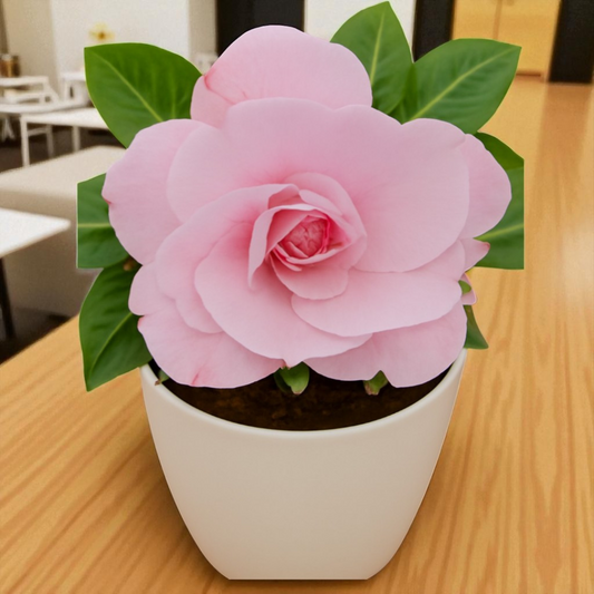 Adenium R4